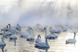 Images Dated 20th September 2020: Asia, Japan, Hokkaido, Lake Kussharo, whooper swan, Cygnus cygnus