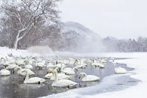 Images Dated 20th September 2020: Asia, Japan, Hokkaido, Lake Kussharo, whooper swan, Cygnus cygnus