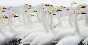 Images Dated 20th September 2020: Asia, Japan, Hokkaido, Lake Kussharo, whooper swan, Cygnus cygnus