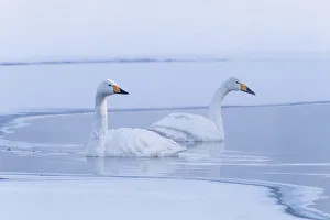 Images Dated 20th September 2020: Asia, Japan, Hokkaido, Lake Kussharo, whooper swan, Cygnus cygnus
