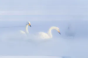 Images Dated 20th September 2020: Asia, Japan, Hokkaido, Lake Kussharo, whooper swan, Cygnus cygnus