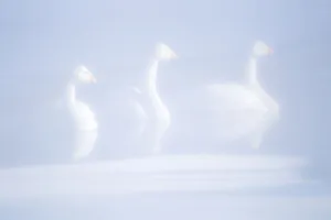 Asia, Japan, Hokkaido, Lake Kussharo, whooper swan, Cygnus cygnus