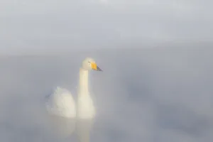 Images Dated 20th September 2020: Asia, Japan, Hokkaido, Lake Kussharo, whooper swan, Cygnus cygnus