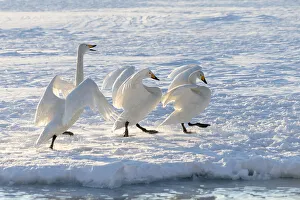 Asia, Japan, Hokkaido, Lake Kussharo, whooper swan, Cygnus cygnus