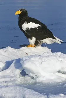 Haliaeetus Pelagicus Prints: Asia, Japan, Hokkaido, Raus, Stellers Sea Eagle (Haliaeetus pelagicus)