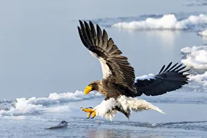 Powerful Prints: Asia, Japan, Hokkaido, Rausu, Stellers sea eagle, Haliaeetus pelagicus
