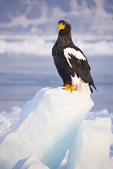 Asia, Japan, Hokkaido, Rausu, Stellers sea eagle, Haliaeetus pelagicus