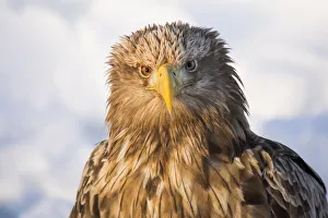 Rausu Prints: Asia, Japan, Hokkaido, Rausu, white-tailed eagle, Haliaeetus albicilla