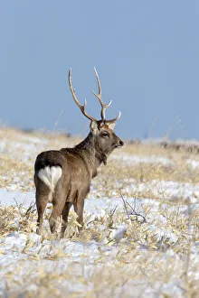 Buck Prints: Asia, Japan, Hokkaido, Shiretoko Peninsula, near Rausu, sika deer, Cervus Nippon