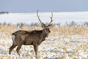 Images Dated 20th September 2020: Asia, Japan, Hokkaido, Shiretoko Peninsula, near Rausu, sika deer, Cervus Nippon