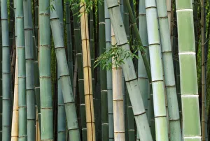 Arashiyama Prints: Asia, Japan, Kyoto, Arashiyama, Sagano, Bamboo Forest