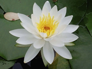 Images Dated 17th June 2006: Asia, Japan, Kyoto. Flower