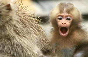 Snow Monkey Prints: Asia, Japan, Nagano