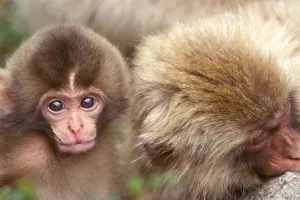 Snow Monkey Prints: Asia, Japan, Nagano, Jigokudani, Snow Monkey Mother and Baby (Macaca fuscata)