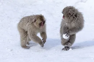 Images Dated 20th September 2020: Asia, Japan, Nagano, Jigokudani Yaen Koen, Snow Monkey Park, Japanese macaque
