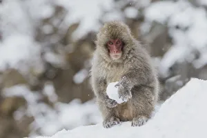 Images Dated 2019 October: Asia, Japan, Nagano, Jigokudani Yaen Koen, Snow Monkey Park, Japanese macaque