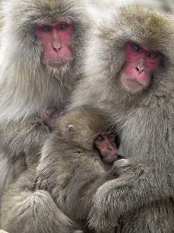 Images Dated 20th September 2020: Asia, Japan, Nagano, Jigokudani Yaen Koen, Snow Monkey Park, Japanese macaque