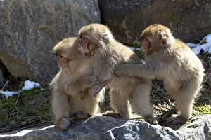 Images Dated 20th September 2020: Asia, Japan, Nagano, Jigokudani Yaen Koen, Snow Monkey Park, Japanese macaque