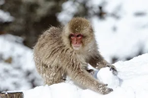 Images Dated 2019 October: Asia, Japan, Nagano, Jigokudani Yaen Koen, Snow Monkey Park, Japanese macaque