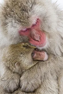 Images Dated 20th September 2020: Asia, Japan, Nagano, Jigokudani Yaen Koen, Snow Monkey Park, Japanese macaque