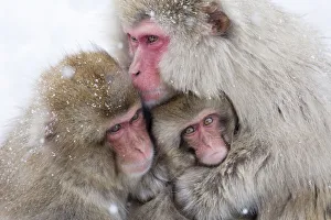 Images Dated 20th September 2020: Asia, Japan, Nagano, Jigokudani Yaen Koen, Snow Monkey Park, Japanese macaque
