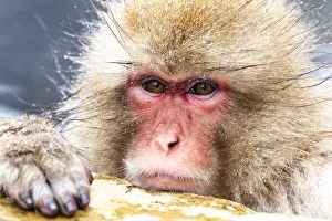 Images Dated 20th September 2020: Asia, Japan, Nagano, Jigokudani Yaen Koen, Snow Monkey Park, Japanese macaque
