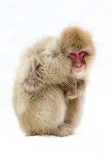 Images Dated 20th September 2020: Asia, Japan, Nagano, Jigokudani Yaen Koen, Snow Monkey Park, Japanese macaque