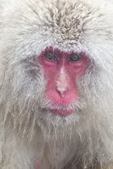 Images Dated 20th September 2020: Asia, Japan, Nagano, Jigokudani Yaen Koen, Snow Monkey Park, Japanese macaque