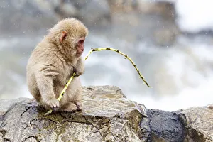 Images Dated 20th September 2020: Asia, Japan, Nagano, Jigokudani Yaen Koen, Snow Monkey Park, Japanese macaque