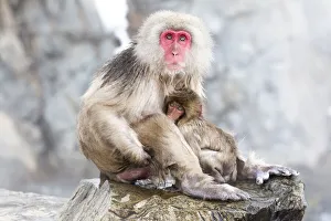 Images Dated 20th September 2020: Asia, Japan, Nagano, Jigokudani Yaen Koen, Snow Monkey Park, Japanese macaque