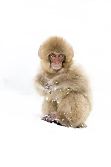 Images Dated 20th September 2020: Asia, Japan, Nagano, Jigokudani Yaen Koen, Snow Monkey Park, Japanese macaque