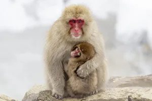 Images Dated 20th September 2020: Asia, Japan, Nagano, Jigokudani Yaen Koen, Snow Monkey Park, Japanese macaque