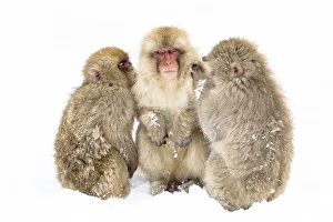 Images Dated 20th September 2020: Asia, Japan, Nagano, Jigokudani Yaen Koen, Snow Monkey Park, Japanese macaque