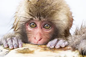 Images Dated 20th September 2020: Asia, Japan, Nagano, Jigokudani Yaen Koen, Snow Monkey Park, Japanese macaque