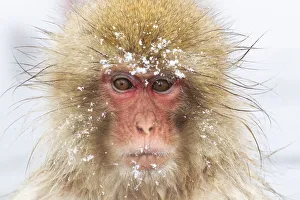 Images Dated 20th September 2020: Asia, Japan, Nagano, Jigokudani Yaen Koen, Snow Monkey Park, Japanese macaque