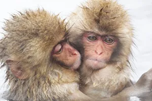 Images Dated 20th September 2020: Asia, Japan, Nagano, Jigokudani Yaen Koen, Snow Monkey Park, Japanese macaque