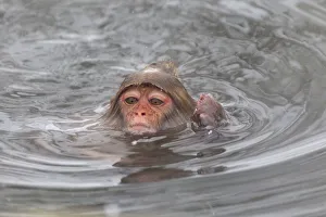 Images Dated 20th September 2020: Asia, Japan, Nagano, Jigokudani Yaen Koen, Snow Monkey Park, Japanese macaque