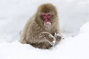 Images Dated 20th September 2020: Asia, Japan, Nagano, Jigokudani Yaen Koen, Snow Monkey Park, Japanese macaque