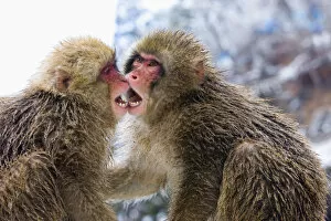 Asia, Japan, Nagano Mountains. Two Japanese macaques or snow monkeys playing. Credit as