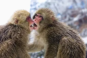 Mouth Open Prints: Asia, Japan, Nagano Mountains. Two Japanese macaques or snow monkeys playing. Credit as