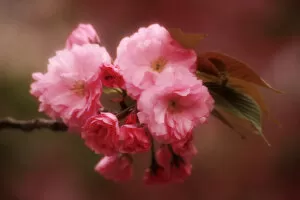 Asia, Japan, Osaka. Close-up of cherry blossoms on tree limb at Osaka Cherry Blossom Festival