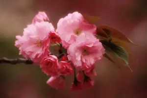 Cherry Blossom Prints: Asia, Japan, Osaka. Close-up of cherry blossoms on tree limb at Osaka Cherry Blossom Festival