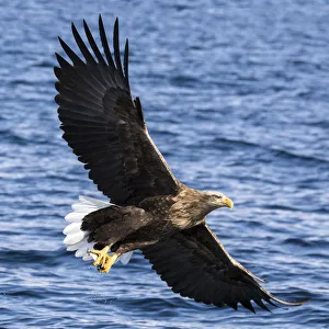 Powerful Prints: Asia, Japan, Rausu, Stellar Eagle with Fish in Talons