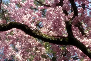 Tokyo Prints: Asia, Japan, Tokyo. Cherry blossom tree in bloom in springtime