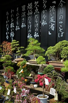 Tokyo Prints: Asia, Japan, Tokyo, display of bonsai trees for sale