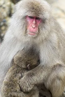 Nursing Prints: Asia, Japan, Yamanouchi, Jigokudani Monkey Park, Monkey Nursing Her Young