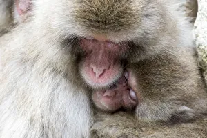 Images Dated 3rd March 2016: Asia, Japan, Yamanouchi, Jigokudani Monkey Park, Snow Monkeys Huddled Together