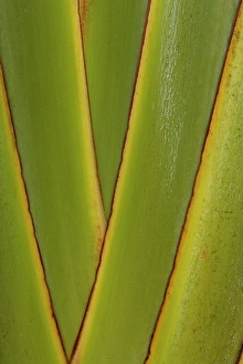 Images Dated 4th May 2006: Asia, Malaysia, detail of friendship palm fronds