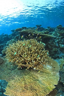 Images Dated 29th March 2010: Asia, Maldives