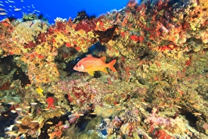 Asia, Maldives